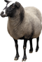 Sheep PNG Picture