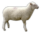 Sheep PNG