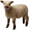 Sheep Transparent