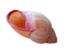 Shell Download PNG