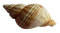 Shell Free Download PNG