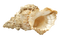 Shell Free PNG Image