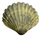 Shell PNG File