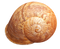 Shell PNG HD