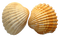 Shell PNG Image File