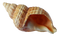 Shell PNG Image