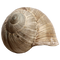 Shell PNG Images