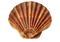 Shell PNG Pic