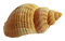 Shell PNG Picture