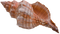 Shell PNG