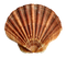 Shell Transparent