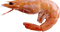 Shrimp PNG File