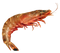 Shrimp PNG Free Image