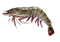 Shrimp PNG Image