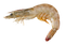 Shrimp PNG