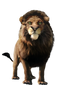 Simba PNG File