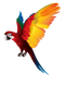 Single Flying Bird PNG Clipart