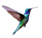 Single Flying Bird PNG HD Image