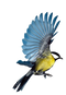 Single Flying Bird PNG Pic