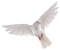 Single Flying Bird PNG Picture