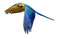 Single Flying Bird PNG