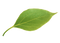 Single Plant Leaf PNG File