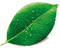 Single Plant Leaf PNG Free Image