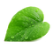 Single Plant Leaf PNG Image