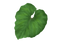 Single Plant Leaf PNG