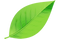 Single Plant Leaf