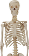 Skeleton Free PNG Image