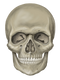 Skeleton Head Free Download PNG