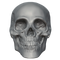 Skeleton Head Free PNG Image