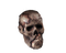 Skeleton Head PNG Clipart