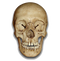 Skeleton Head PNG File