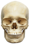 Skeleton Head PNG Image