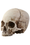 Skeleton Head PNG Picture