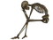 Skeleton PNG Picture