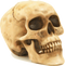 Skull PNG File