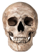 Skull PNG Image