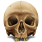 Skull PNG Picture