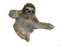 Sloth Free PNG Image