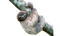 Sloth PNG File