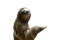 Sloth PNG Pic