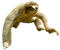 Sloth PNG Picture