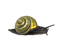 Snail PNG Clipart