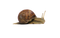 Snail PNG File