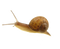 Snail PNG Image