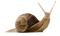 Snail PNG Pic