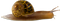 Snail PNG Picture